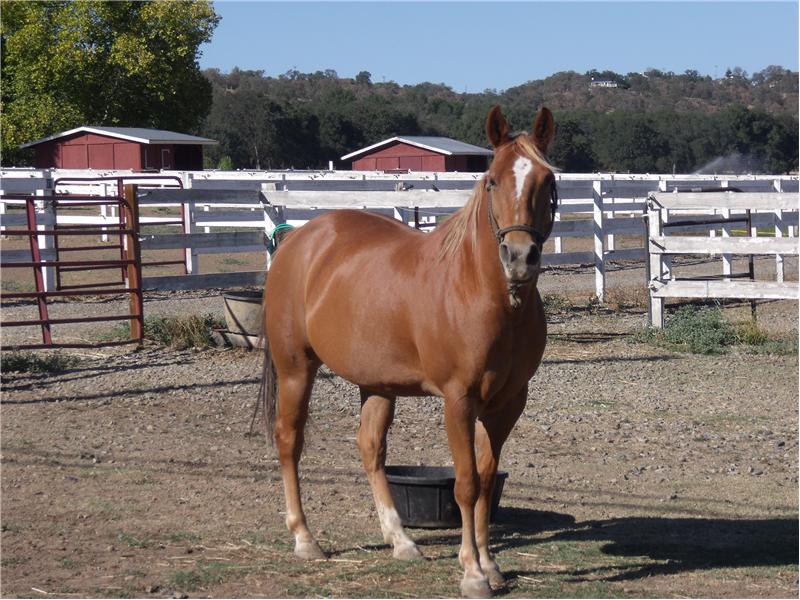 Equestrian Center & Riding Trails